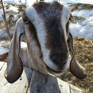 Meet your Posher, Avery